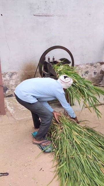 Preparing cattle feed in an Indian village