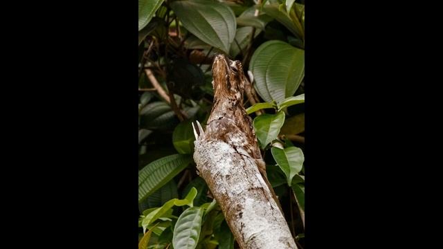 Canto  del pájaro Urutaú , Guajojó.