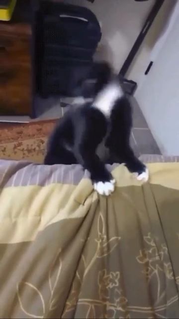 Танцевальный котик😍