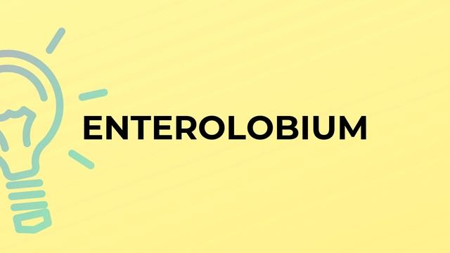 What is the meaning of the word ENTEROLOBIUM?