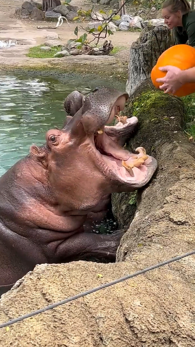 Hungry hippos enjoy pumpkin treats #zoo #hippos #rhinoceros #lion #zebra