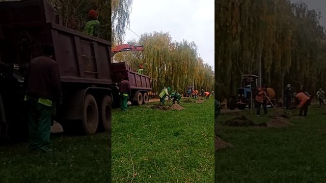 #радужный Часть 1.20штКрасных Дубов. Червоний Дуб.