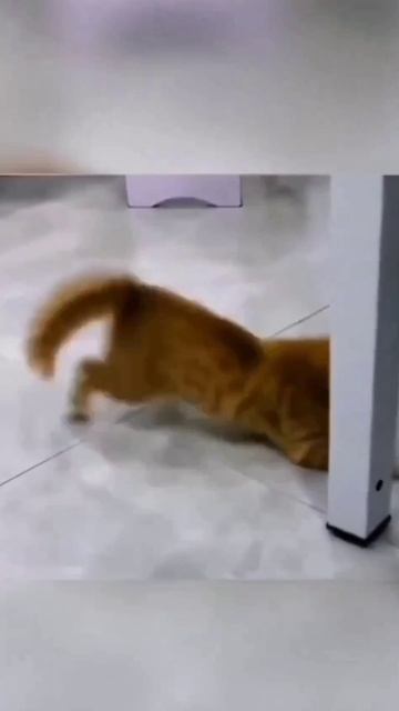 приколы 🤣#приколы