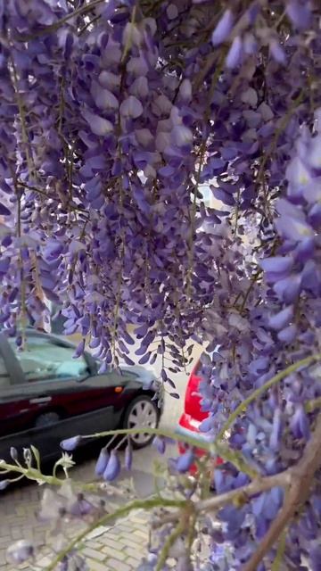 Красотка отцветает!#голландия #holland #nederland #глициния #wisteria #spring #весна #lente #mooi