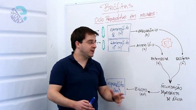 Briófitas: ciclo reprodutivo em musgos