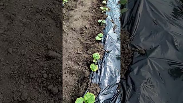 Огурцы в пленочных ангарах и немного помидоров