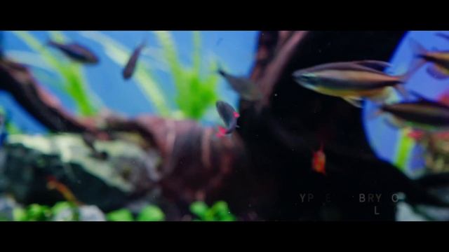 Amazing office freshwater tanks: Rare fish and plants. A cinematic relaxation video