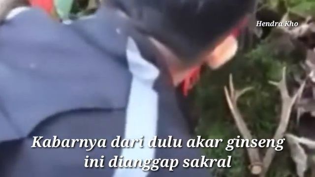 Can Ginseng Really Run ? #viral #shorts @Hendra Kho