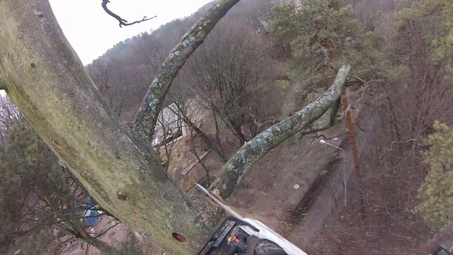 Danger pinus sylvestris removal