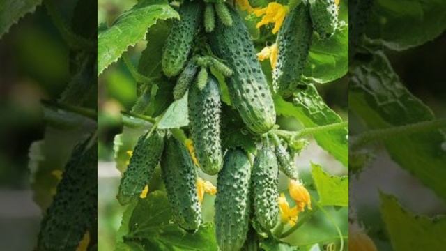 посадив эти сорта огурцов 🥒 всегда будете с богатым урожаем ,сажаем в 2024 году