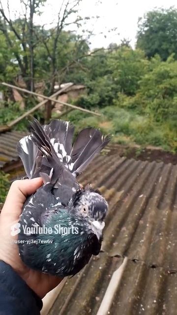 СЕВЕРОКАВКАЗКИЕ БОЙНЫЕ КАСМАЧИ. ГОЛУБИ НОВОАЛЕКСАНДРОВСКА. АЛЕКСЕЙ.