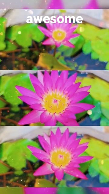flower in rare color#nature#flowers