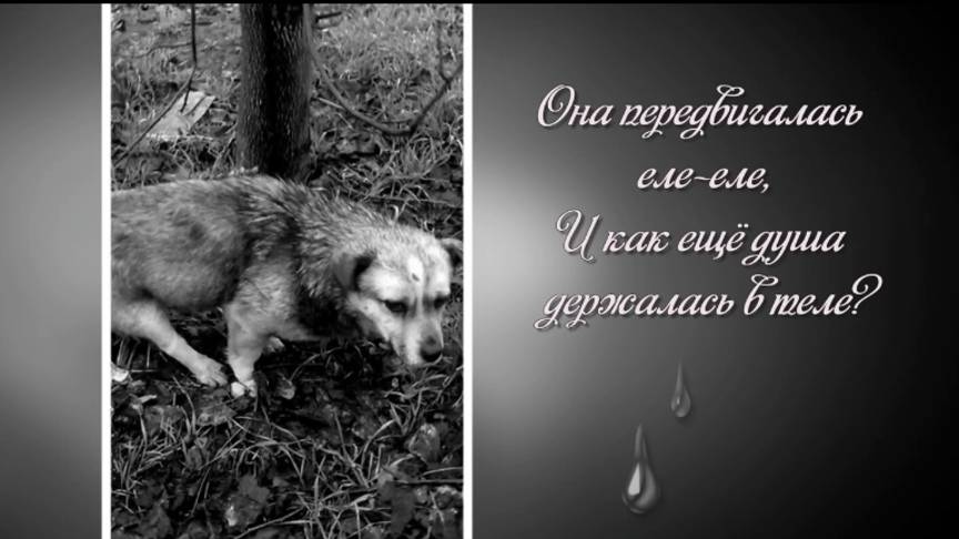 ПЕСНЯ-ПРИТЧА  "ПРО СОБАКУ".
АВТОР И ИСПОЛНИТЕЛЬ СВЕТЛАНА КОПЫЛОВА.