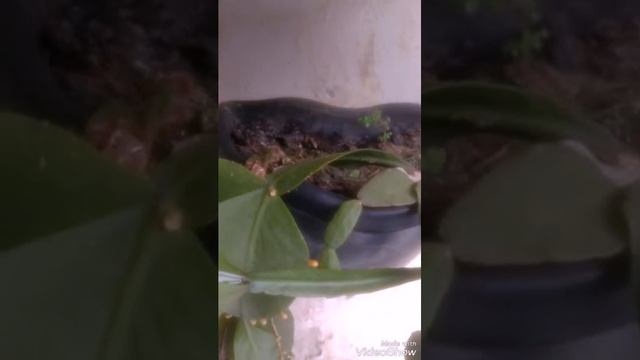 Riphisalis Crispata,de Tânia Zuffo p Ana Manera