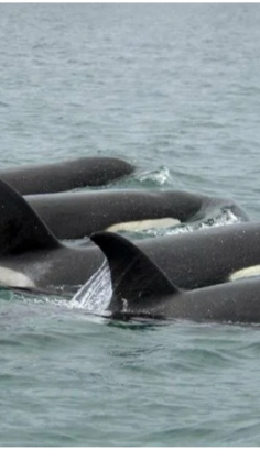 orcas ❤️🔥