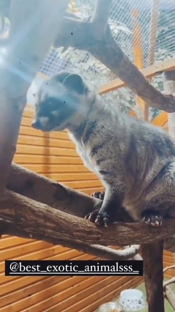 пальмовая циветта Люк  palm civet #кофесамыйдорогой#циветта#животноекофе#кофе#лювак