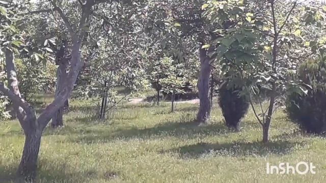 АНАПА. ПРОГУЛКА ПО ОРЕХОВОЙ РОЩЕ. РОЗОВЫЙ РАЙ.