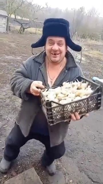 чеснок