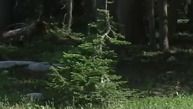 The Subalpine Forests of Wyoming