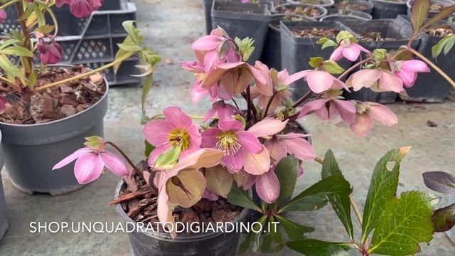 Varietà di Helleborus