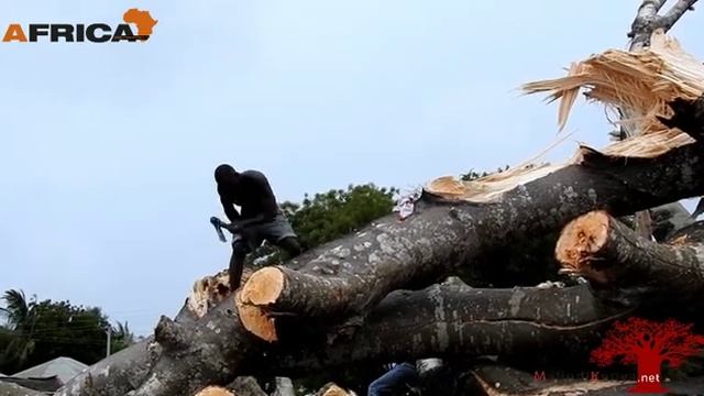 Il Baobab abbattuto in Kenya, cronaca di una morte annunciata