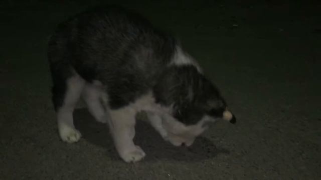 Хаски малышка кушает майских жуков (хрущей) 10.05.15