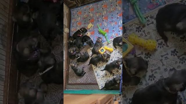 Цвергшнауцер перец с солью .Два помета.