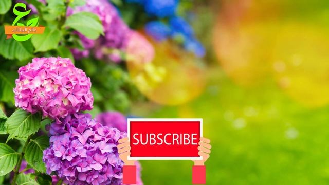 معلومات عن نبات قرطاسية  (الهيدرانجيا)Hydrangea