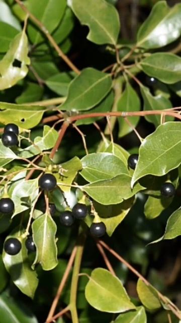 #camphortree