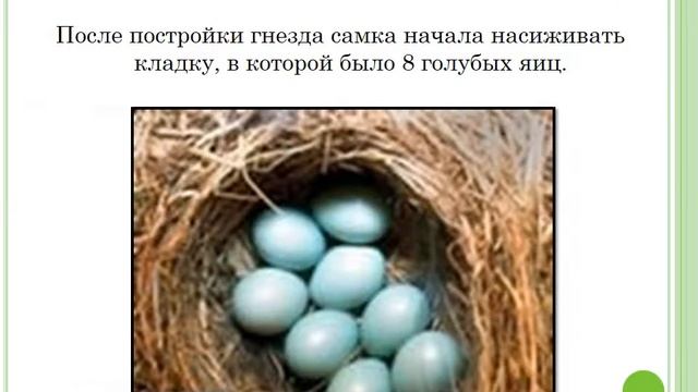 Горихвостка