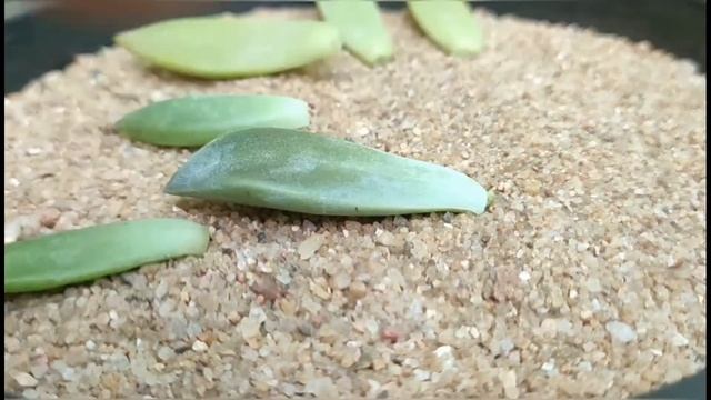 How To Propagate Succulents From Leaf Pullings / Simple & Easy Method / Nandanam Exotics / By Nirma