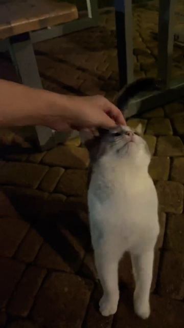 Сочинский котик #кот #котики #fun #pet #viralvideo