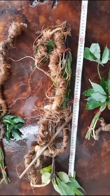 Sâm ngọc linh tự nhiên 4 lạng 1 củ 30 năm tuổi | Sâm Ngọc Linh Quảng Nam