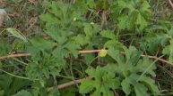 June Main Konsi Sabzi Lagaye |What Vegetables To Grow In June Month ||Urdu/Hindi