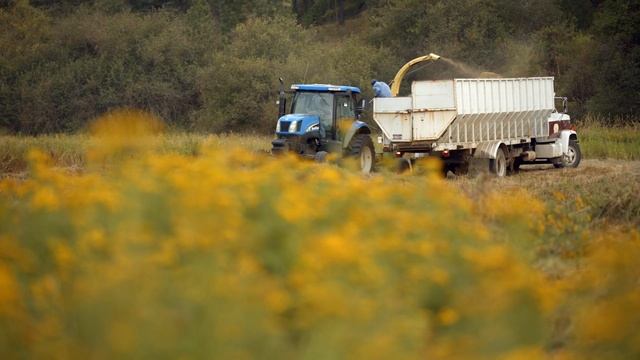 Tansy Harvest at the Young Living Farm