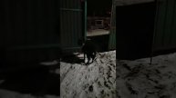 Козлик по кличке - Чупчик 😁