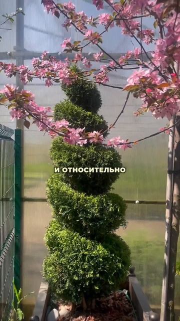 Туя в форме спирали. Сад мечты своими руками! #landscapedesign #туя #сад #дача #питомникрастений