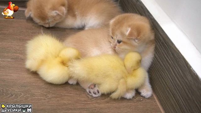 Утята и Цыплята - Кошки и котята - (146) Хвостики да Усики ❣️🐤