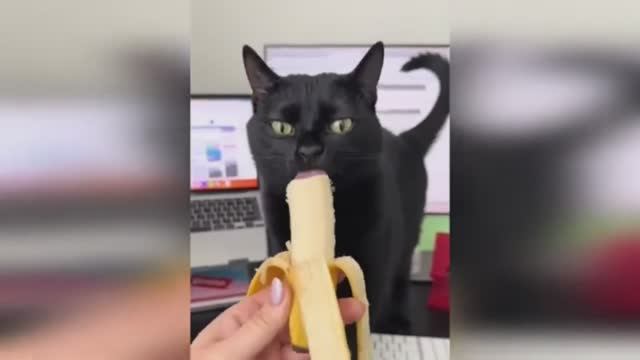 🤣🤣🤣 СМЕШНЫЕ ЖИВОТНЫЕ ЛУЧШИЕ ПРИКОЛЫ С КОТАМИ, СОБАКАМИ, ЖИВОТНЫЕ, СМЕШНЫЕ ВИДЕО