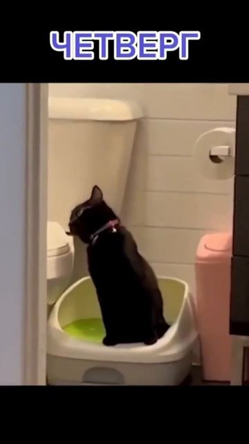 ...............коротко о том как проходит моя неделя....😒😒😒