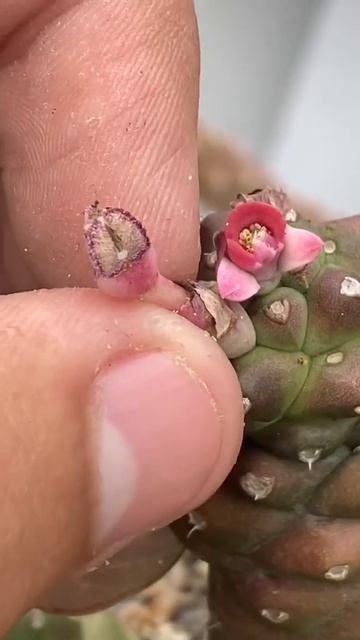 COMO COLETAR SEMENTES DE EUPHORBIA