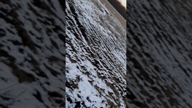 весилуха