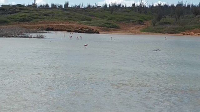 population of pink flamingos Bonaire island