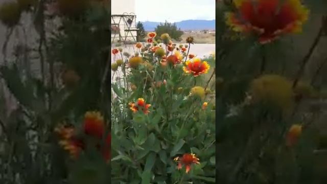 Flower in the high desert plains