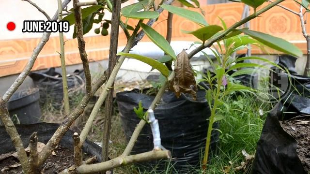 Grafting Citrus 1 Year Bear Fruit, You can Do It.