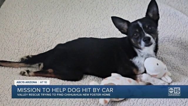 Partially paralyzed dog hit by car in need of help