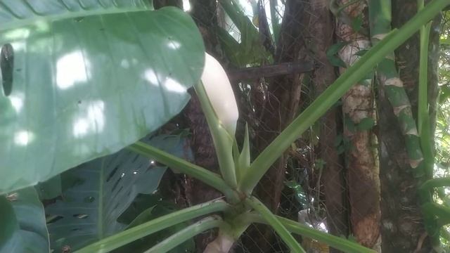 Monstera aff Lechleriana blooming