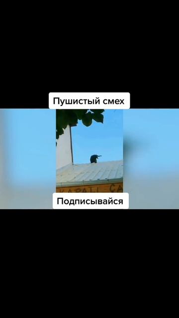 Пушистый