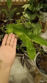 Philodendron Maxicanum ต้นฟิโลหูม้าหลังแดง หรือ ฟิโลเดนดรอนเม็กซิคานั่ม #ต้นไม้ฟอกอากาศ#ต้นไม้ด่าง