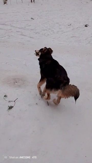 Собачье счастье :) #abigailcox #dogs #funny #fun #shorts